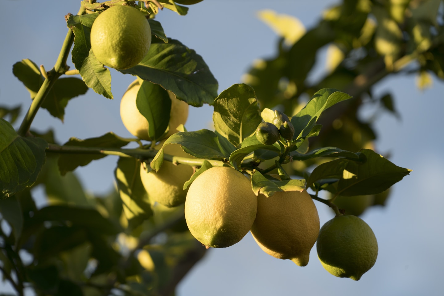 Yellow lemons, green leaves, and blue sky
