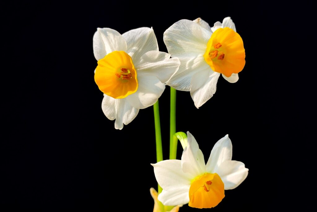 narcissus in black