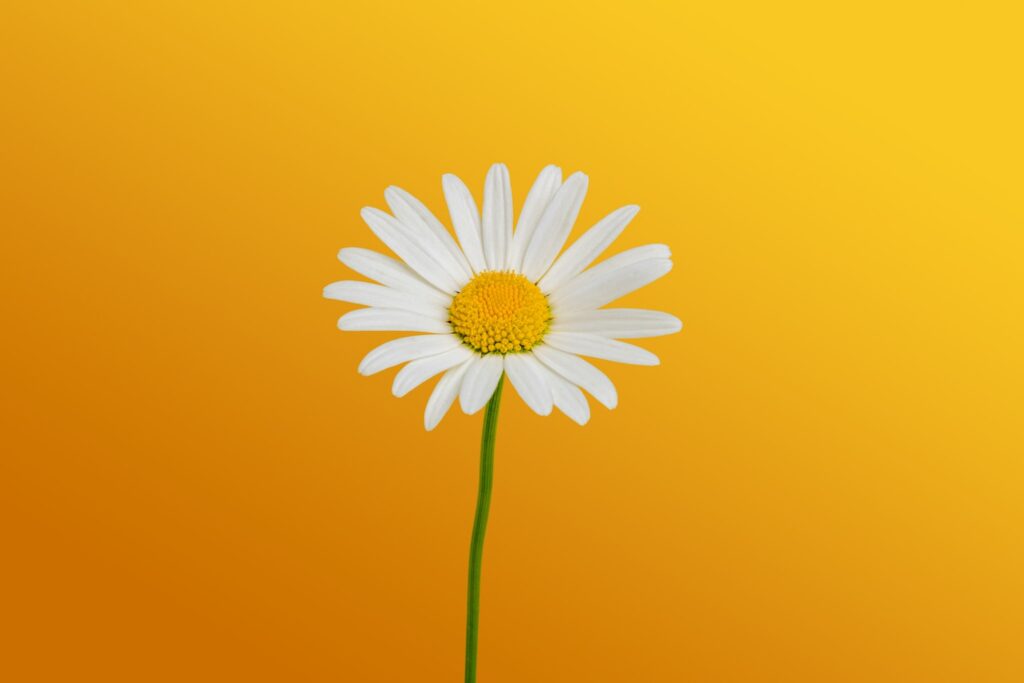 A burst of joy captured in a petal’s reach toward the sun