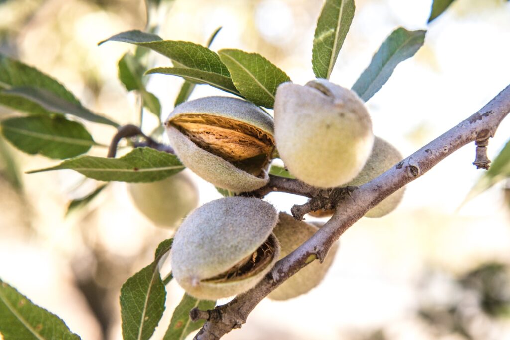almonds in august before harvest