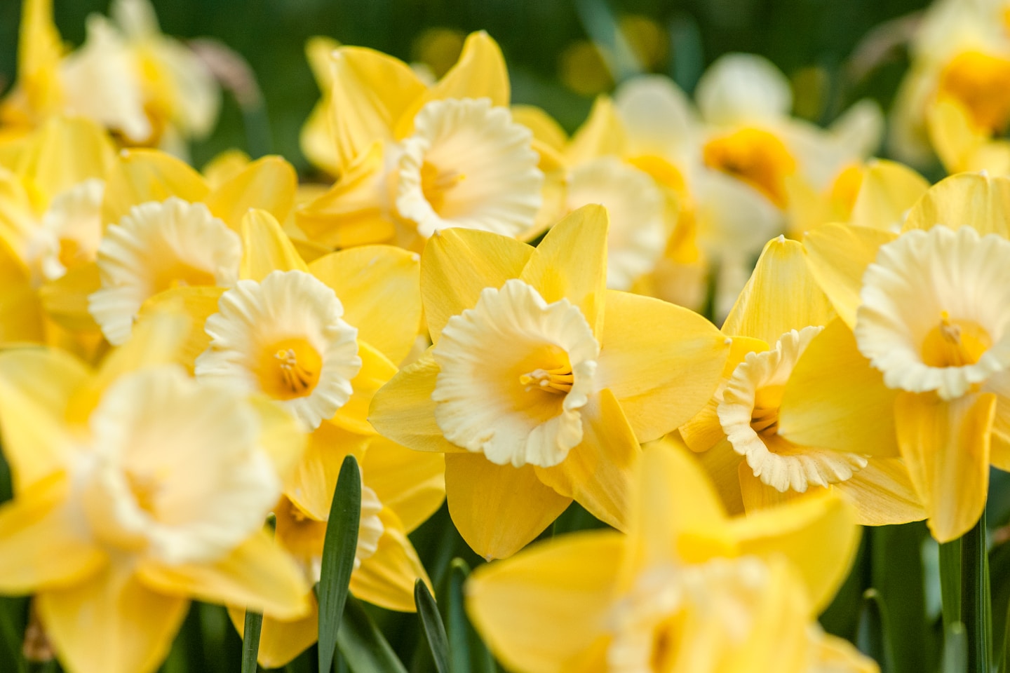 Yellow daffodils in spring
