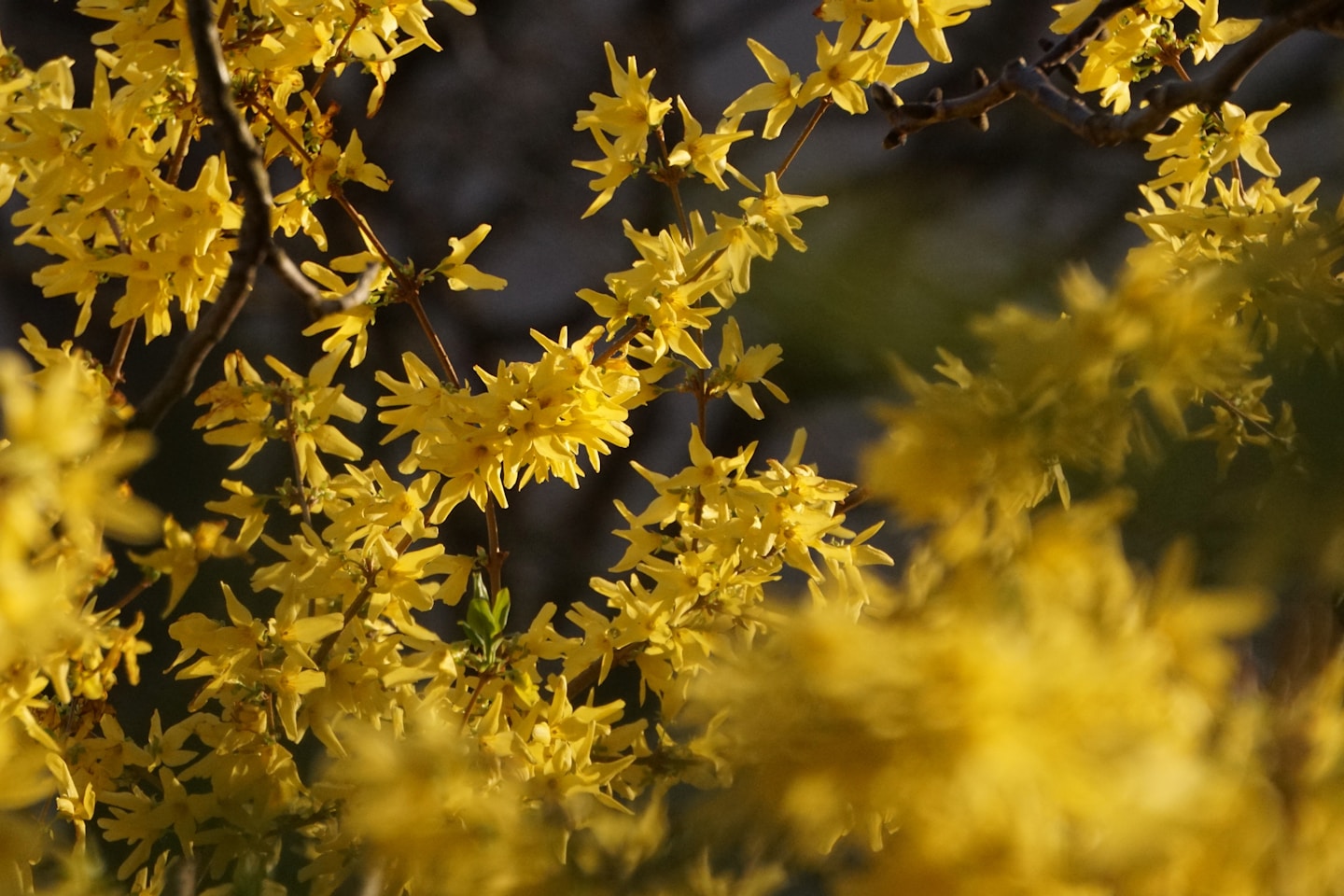 a close up of a tree with yellow flowers