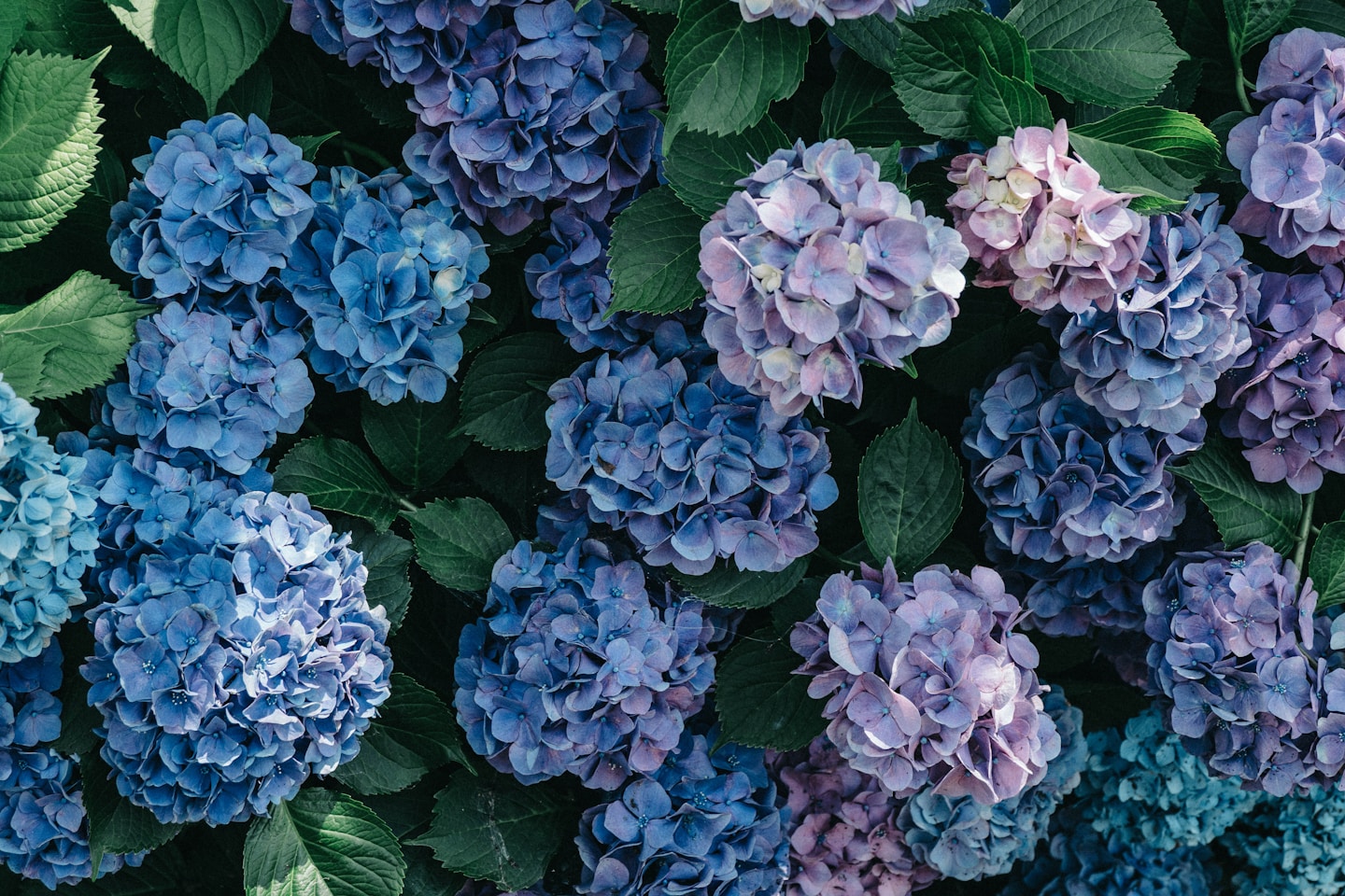 purple and white hydrangeas in bloom