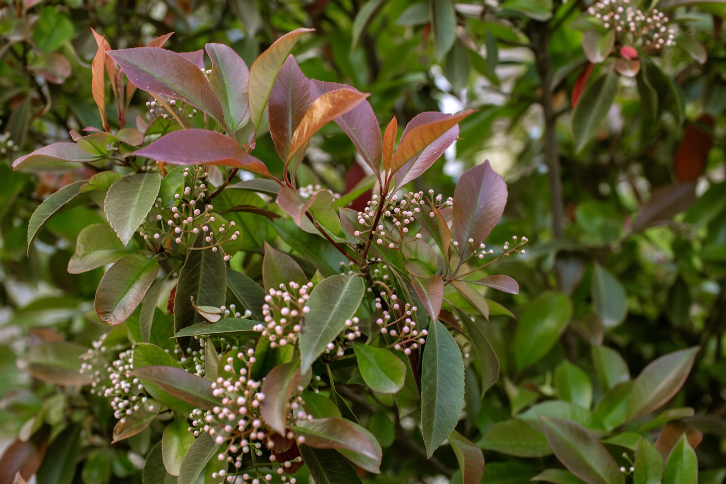 The striking red foliage of Photinia, adding a splash of color and beauty to the garden, perfect for creating a vibrant contrast against green plants.