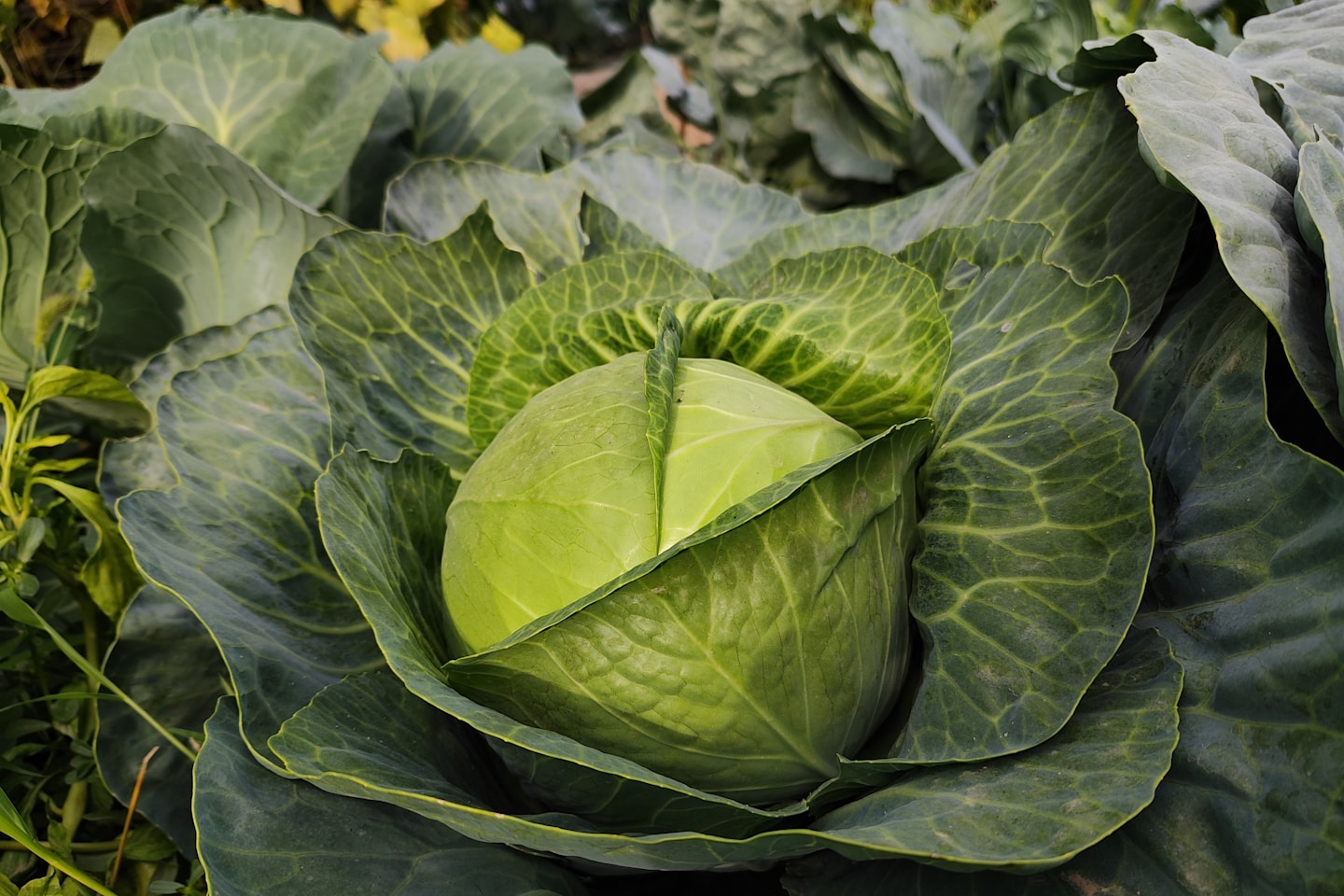 a head of cabbage growing in a garden