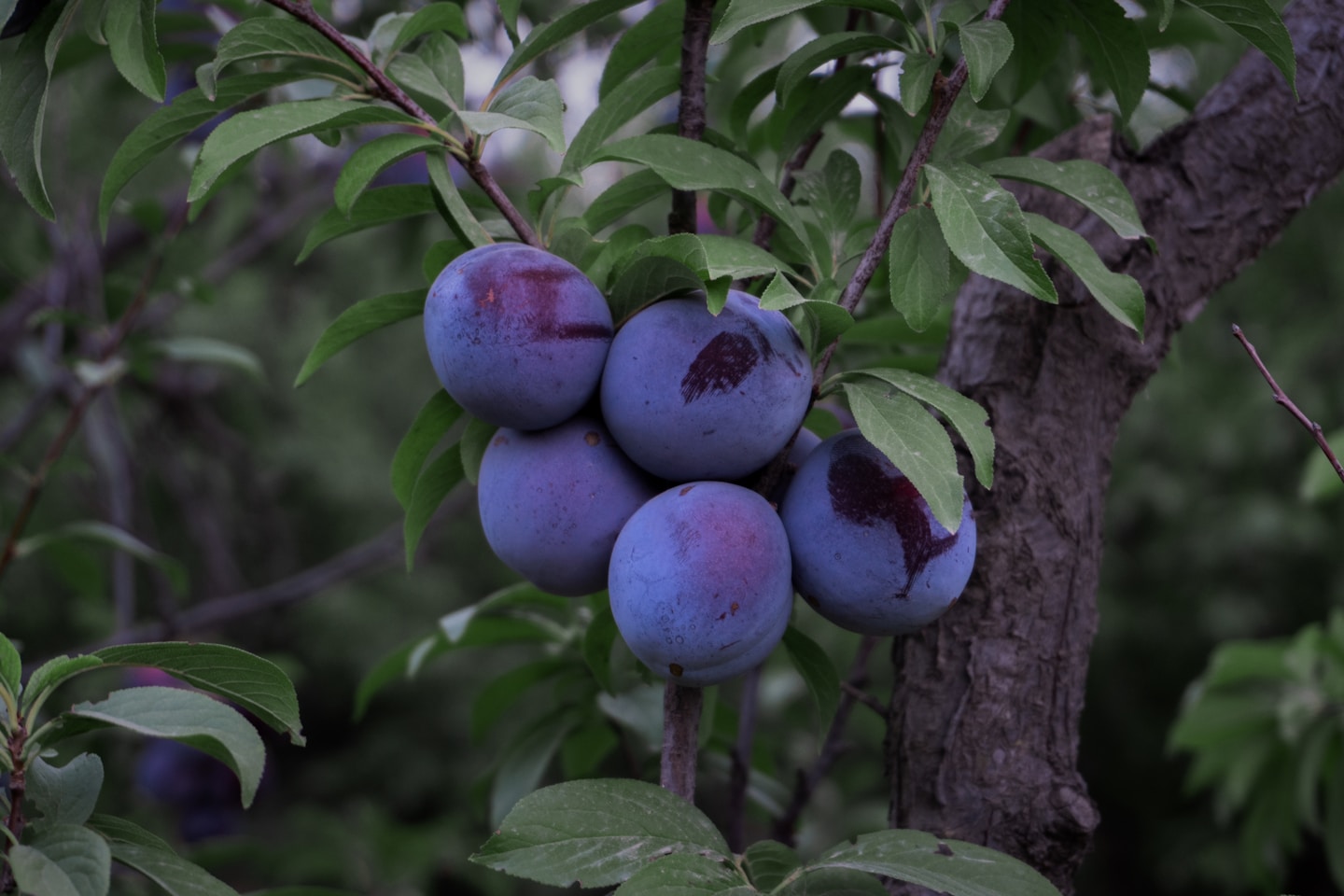 Our garden's tasty plums